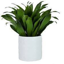 Janet Craig plant
